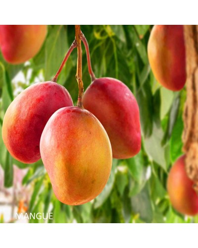 UN BAISER SUR TES LEVRES AU GOUT DE MANGUE - HAROLD ET MAUDE PARIS